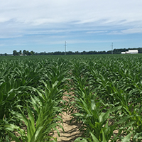 Crecimiento de Plantas